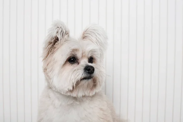 Yorkshire Terrier Karışımı Bir Köpeğin Portresi — Stok fotoğraf