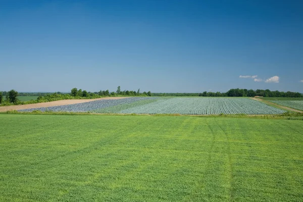 Green Field Quebec Canadá — Fotografia de Stock