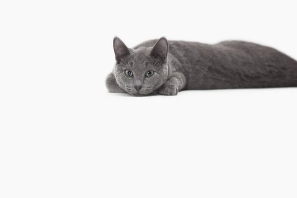 Russische Blaue Katze Entspannt Sich — Stockfoto