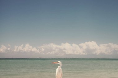Single bird, Sanibel Island, Florida, USA clipart