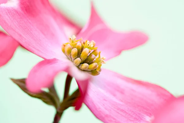 Corniolo Fiore Sfondo Bianco — Foto Stock