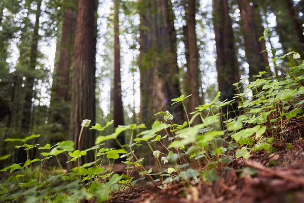Flores selvagens, Humboldt Redwoods State Park, Califórnia, EUA — Fotografia de Stock