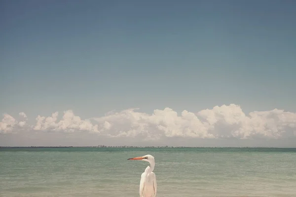 Single Bird Sanibel Island Florida Usa — Stockfoto