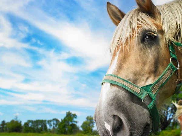Pferd Über Blauem Himmel — Stockfoto