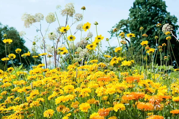 Feld Der Gelben Blumen — Stockfoto