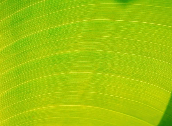 Zöld Levél Textúra Háttér — Stock Fotó