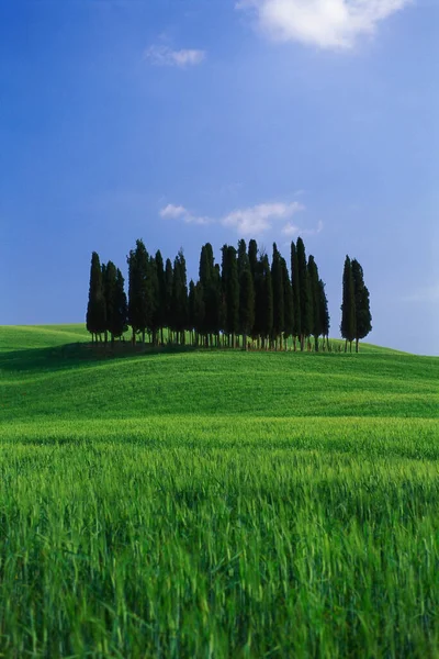 Row of trees in field — Stock Photo, Image