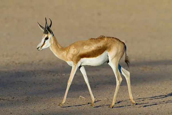 沙漠中的斯普林博克 狩猎动物 — 图库照片