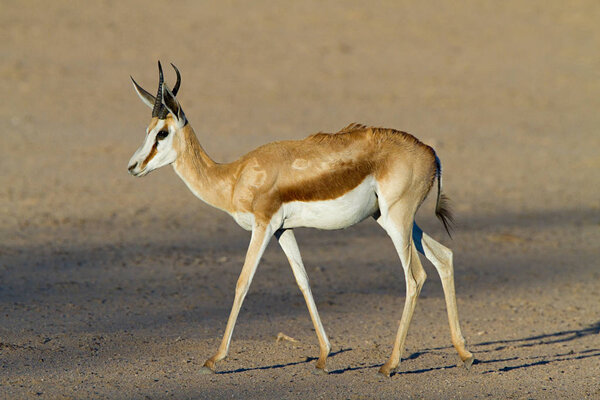 Springbok in desert, safari animal