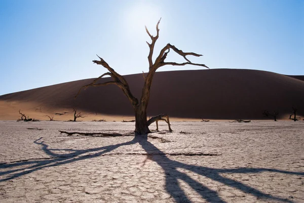 Bare bomen in de woestijn — Stockfoto