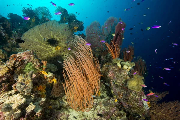 Peces Corales Bajo Agua Charapoana Point Isla Uepi Nueva Georgia — Foto de Stock