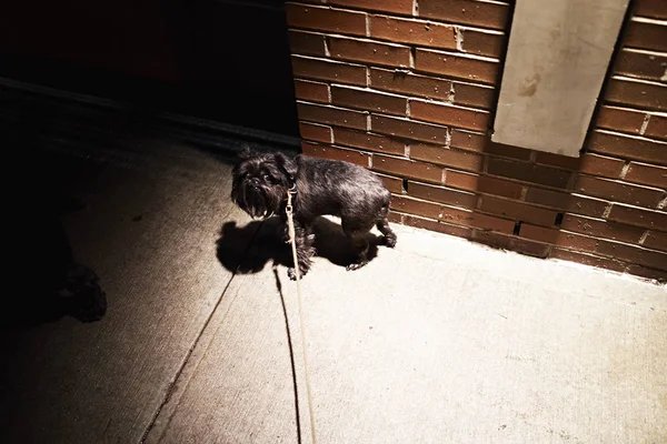 Portrait of guilty looking dog on sidewalk at night — Stock Photo, Image