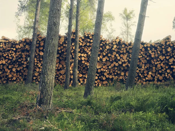 Купа Вирубаних Дерев Деревами Які Ростуть Передньому Плані Пертшир Шотландія — стокове фото
