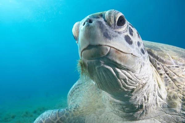 Tortuga Verde Bajo Agua — Foto de Stock