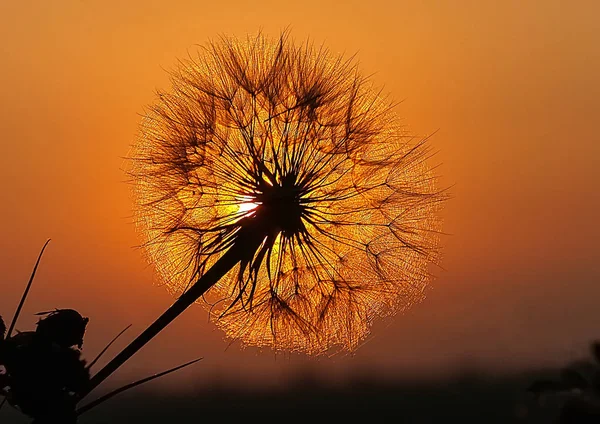 Dandelion saat matahari terbenam — Stok Foto