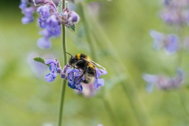 Catmint çiçek üzerinde beyaz kuyruklu bumble bee