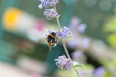 Catmint çiçek üzerinde beyaz kuyruklu bumble bee