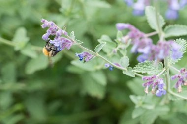 İngiltere'de bir bahçede bir mor catmint çiçek tarakçı arı