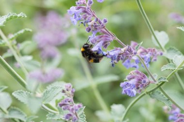Catmint çiçek üzerinde beyaz kuyruklu bumble bee