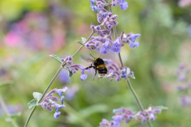Catmint çiçek üzerinde beyaz kuyruklu bumble bee