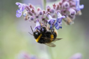 Catmint çiçek üzerinde beyaz kuyruklu bumble bee