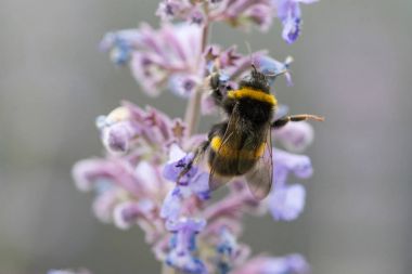 Catmint çiçek üzerinde beyaz kuyruklu bumble bee
