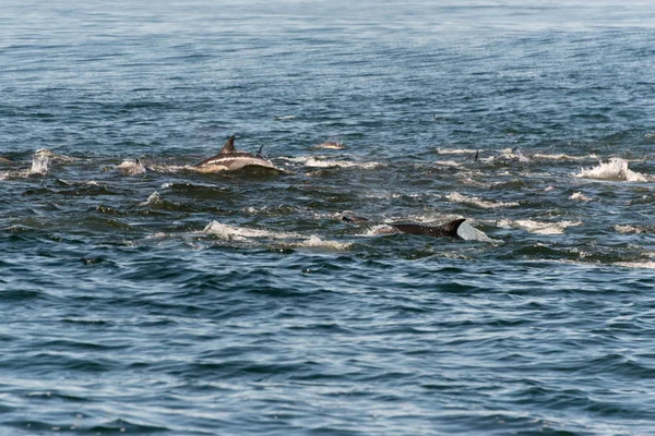Pitkän nokan delfiinejä syömässä syöttipalloa. — kuvapankkivalokuva