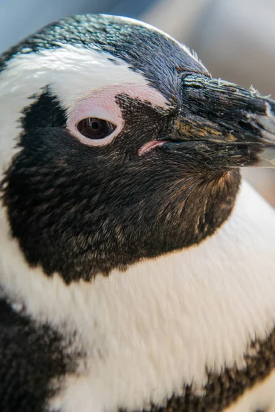 Gros plan d'un pingouin africain — Photo