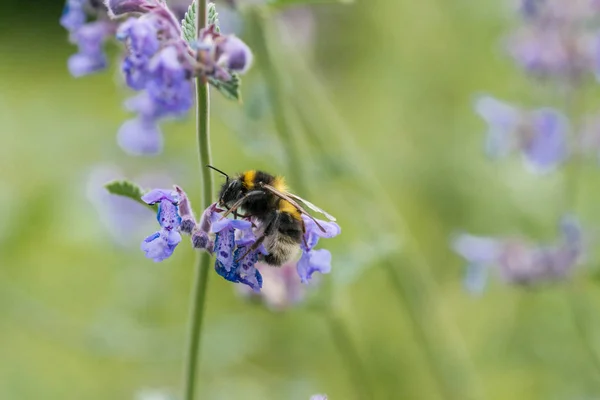 A white tailed bumble bee on a catmint flower — Stock Photo, Image