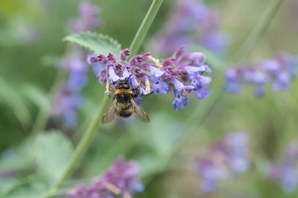 A white tailed bumble bee on a catmint flower — Stock Photo, Image