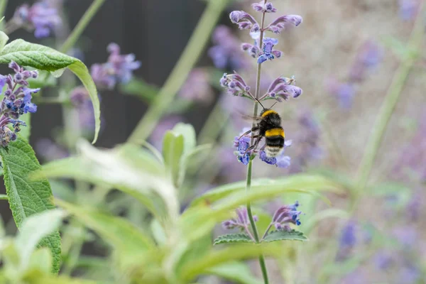 Catmint çiçek üzerinde beyaz kuyruklu bumble bee — Stok fotoğraf