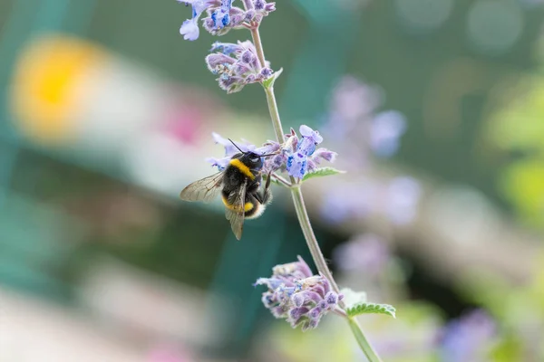 A white tailed bumble bee on a catmint flower — Stock Photo, Image