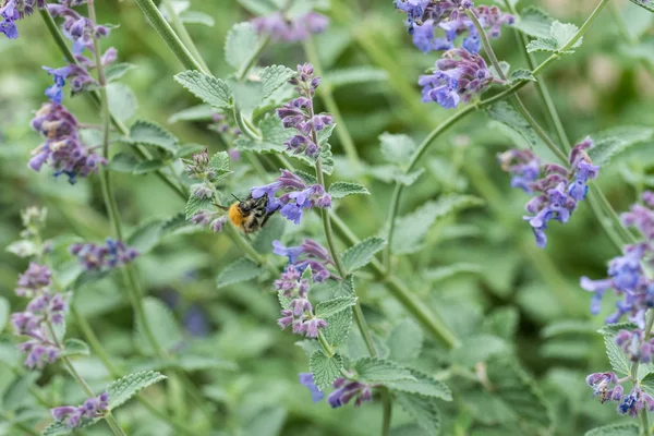 Un'ape carder su un fiore di menta viola in un giardino nel Regno Unito — Foto Stock