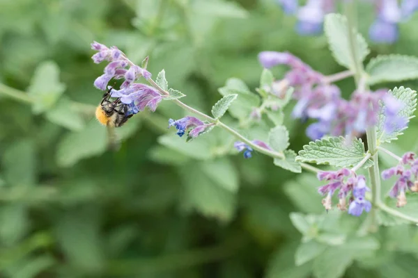 A carder bee on a purple catmint flower in a garden in the UK — Stock Photo, Image