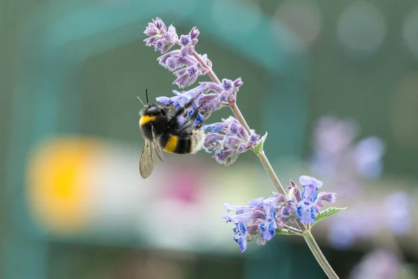 A white tailed bumble bee on a catmint flower — Stock Photo, Image