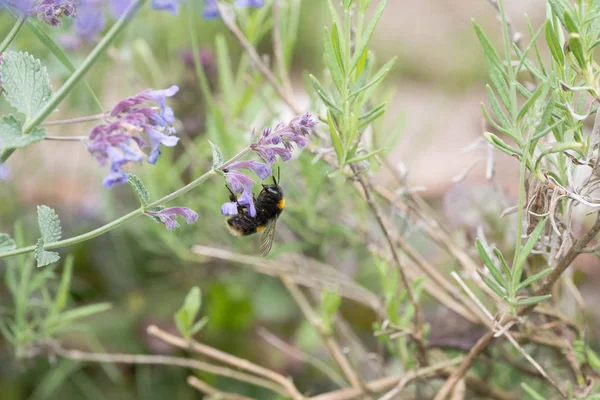 A white tailed bumble bee on a catmint flower — Stock Photo, Image