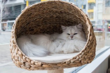Bir çinçilla Farsça kedi kedi yatakta rahatlatıcı