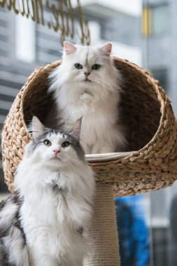 Norweigan orman kedi ve bir çinçilla Farsça kedi oturan bir
