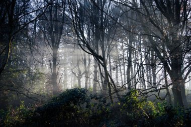 Woodland Lightrays