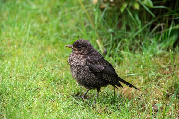 Close up of a baby blackbird in a garden in the UK — Stock Photo, Image