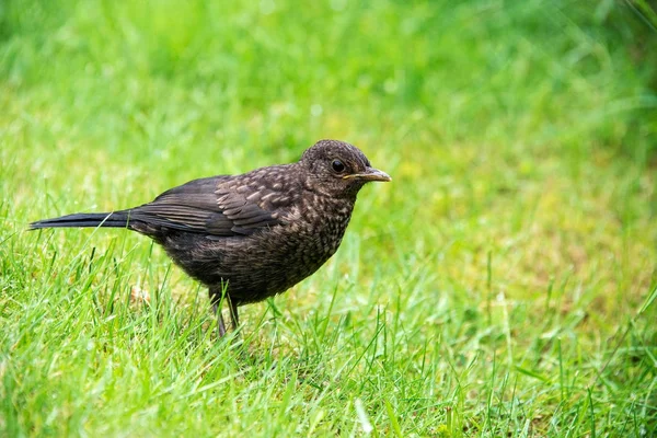 Close up of a baby blackbird in a garden in the UK — Stock Photo, Image