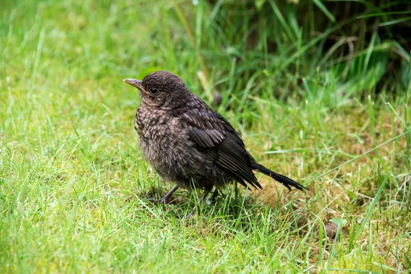 Close up of a baby blackbird in a garden in the UK — Stock Photo, Image