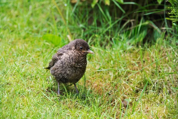 Close up of a baby blackbird in a garden in the UK — Stock Photo, Image