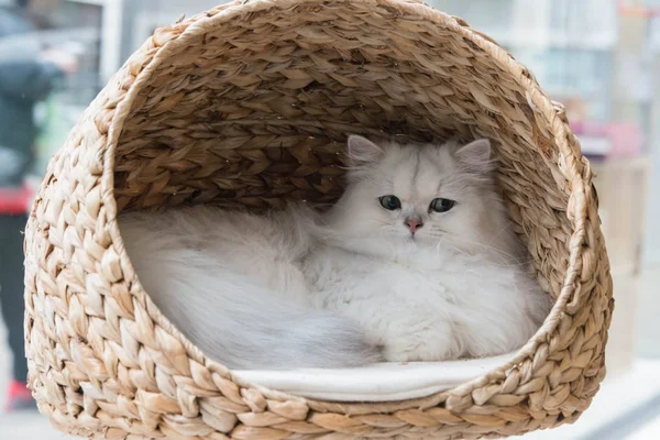 Seekor kucing chinchilla persian santai di tempat tidur kucing — Stok Foto