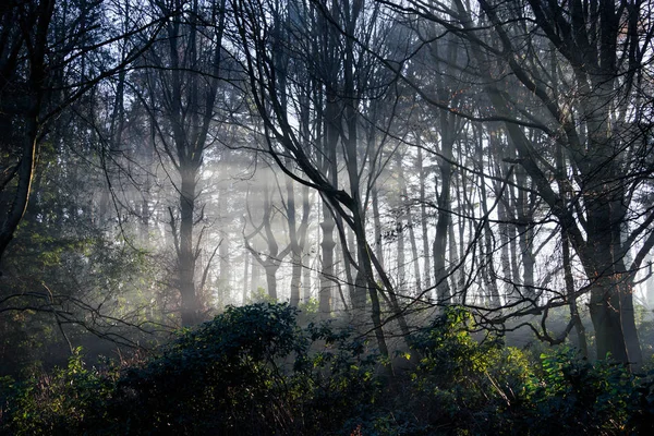 Isqueiros em bosques — Fotografia de Stock