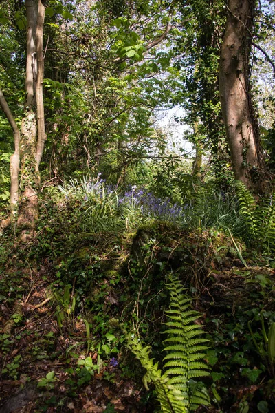 Bluebells em uma floresta — Fotografia de Stock