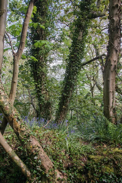 Bluebells στα Ουαλικά δάση Εικόνα Αρχείου