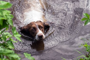 Bir cana Yüzme Springer spaniel