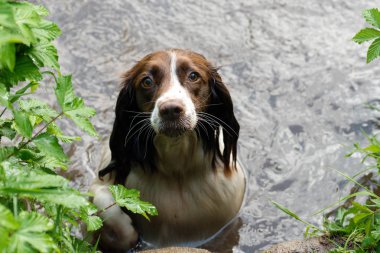 A brown and white English springer spaniel tales a swim in a can clipart