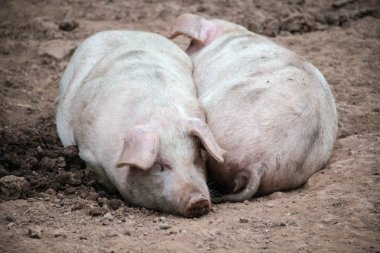 İki domuz yan yana yatmak